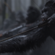 Image; 20th Century Fox